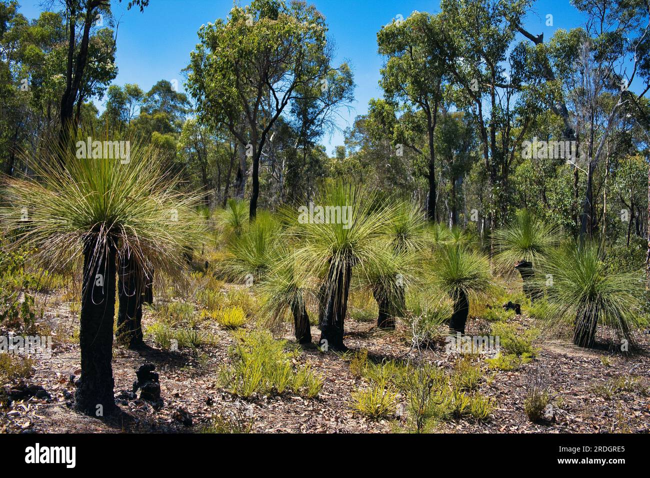 Alberi d'erba (Xanthorrhoea) con tronchi neri nella foresta nativa con jarrah, marri e alberi di corteccia di polveri nel parco nazionale di Avon Valley, Australia Occidentale Foto Stock