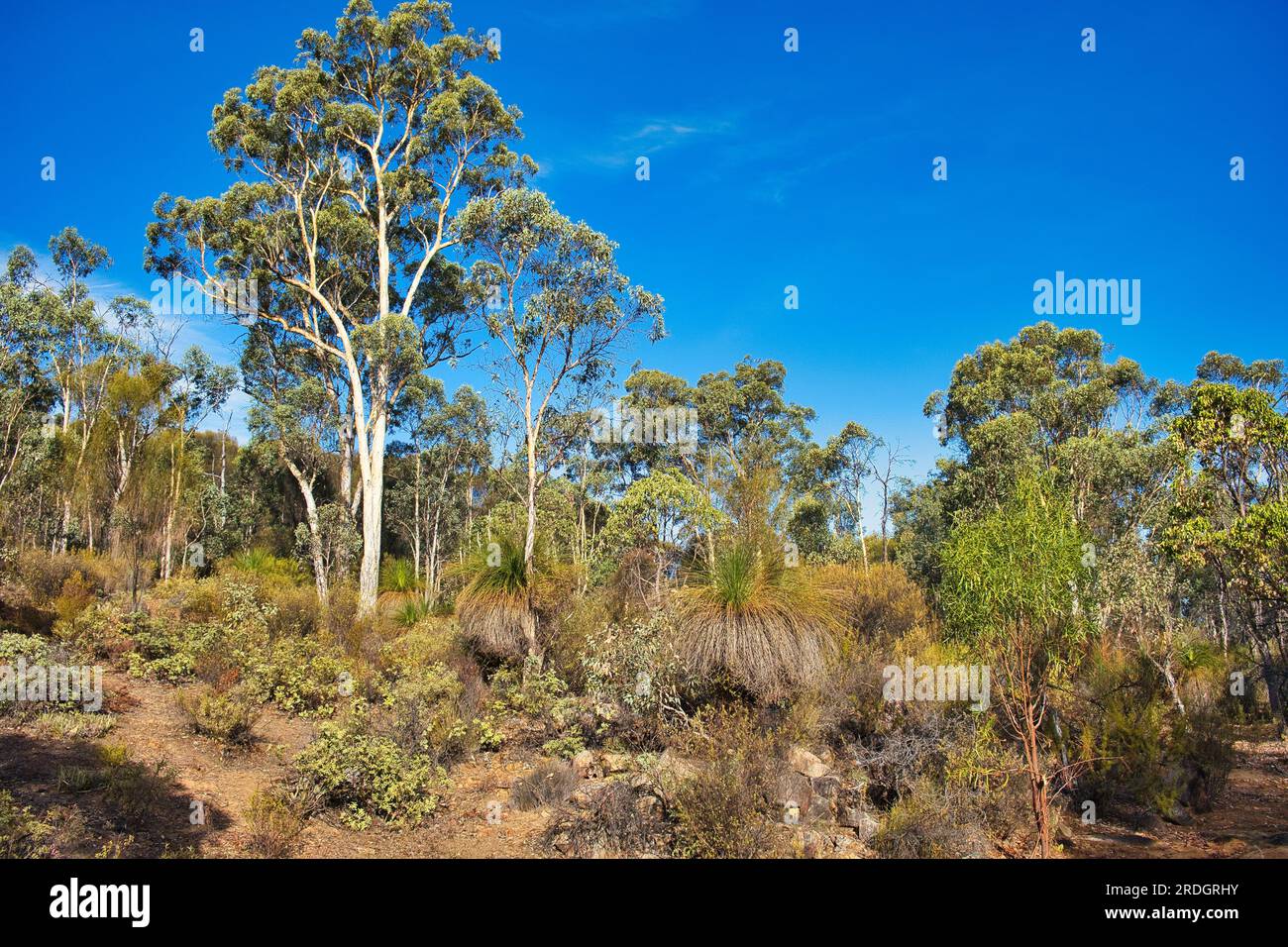 Paesaggio con alberi di eucalipto e alberi di erba nel settore secco del Parco Nazionale di Avon Valley, vicino a Perth, Australia Occidentale. Foto Stock