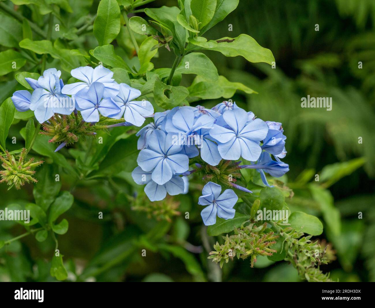Fiori di Plumbago Auriculata blu pallido con fogliame verde (noto anche come capoverso, plumbago blu o Cape plumbago), ottobre, Inghilterra, Regno Unito Foto Stock