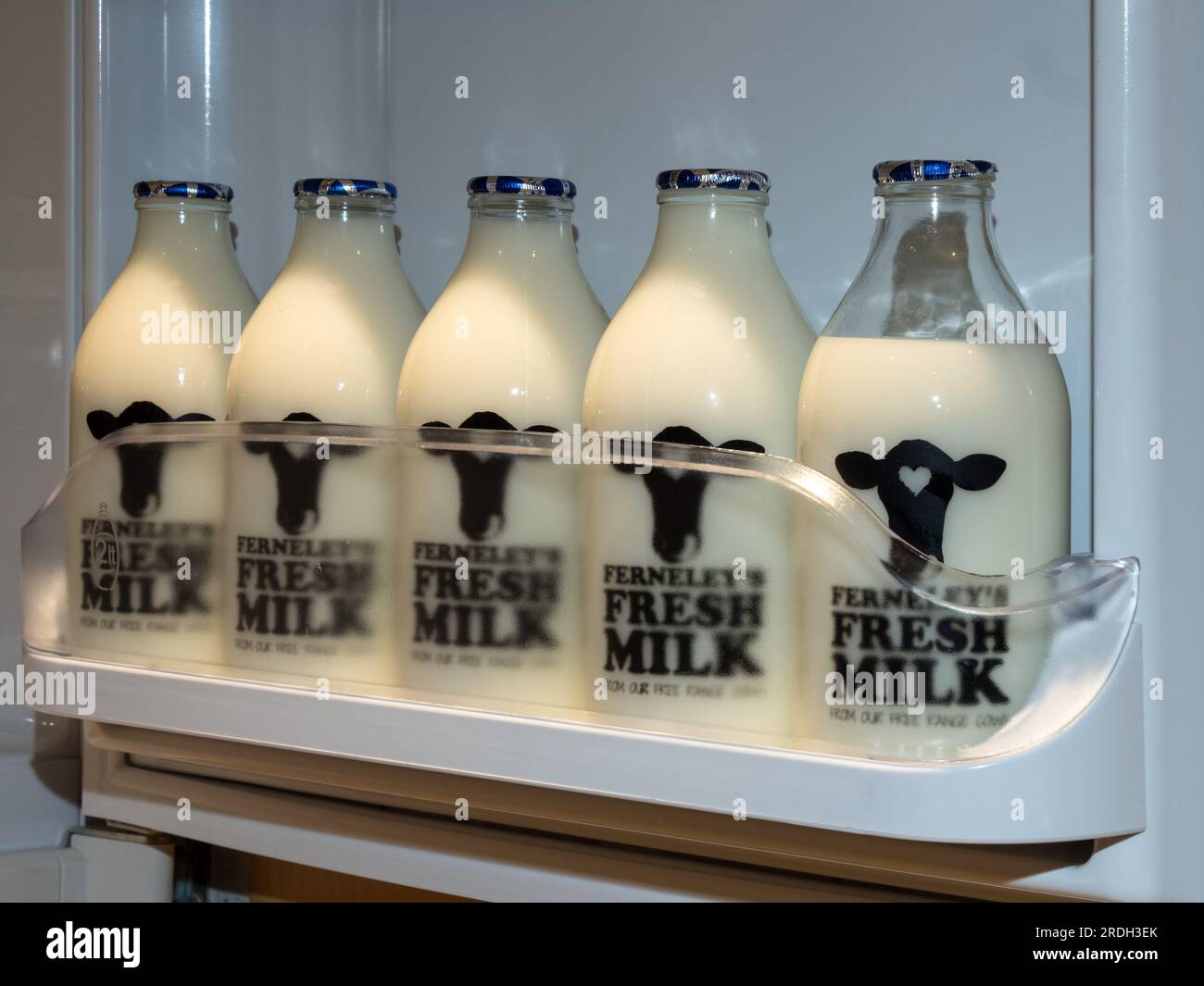 Fila di bottiglie di latte in vetro da 1 pinta di marca con piani in alluminio pieni di latte fresco in una porta aperta per il frigorifero della fattoria casearia locale, Leicestershire, Regno Unito Foto Stock