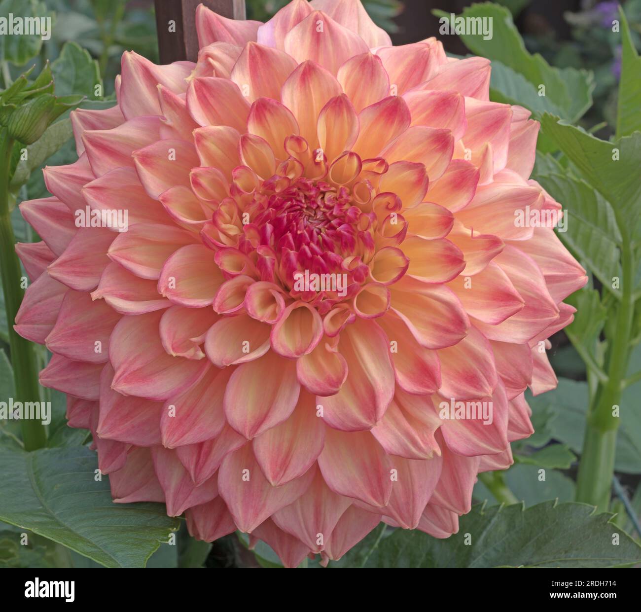 Dahlia decorativa media, Askwith Edna Foto Stock