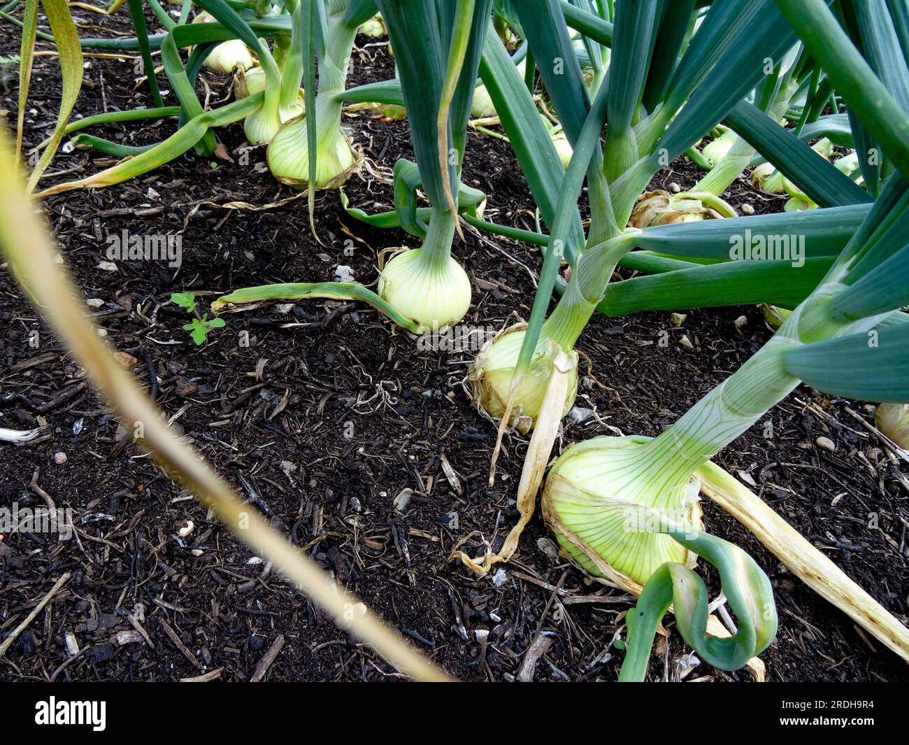 Early Maturing Onion (Allium Cepa) Centurion. Ritratto naturale di cibi/verdure ravvicinato. Foto Stock