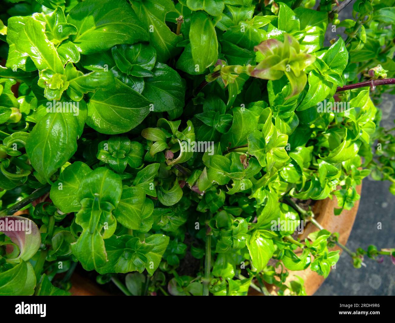 Deliziosa pianta di funghi, Rungia Klossii. Ritratto naturale ravvicinato delle piante alimentari Foto Stock