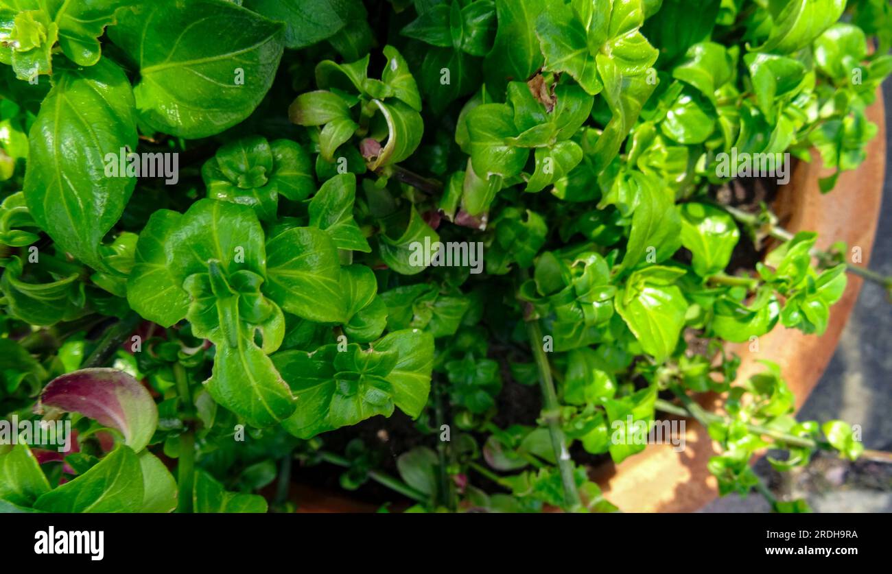 Deliziosa pianta di funghi, Rungia Klossii. Ritratto naturale ravvicinato delle piante alimentari Foto Stock