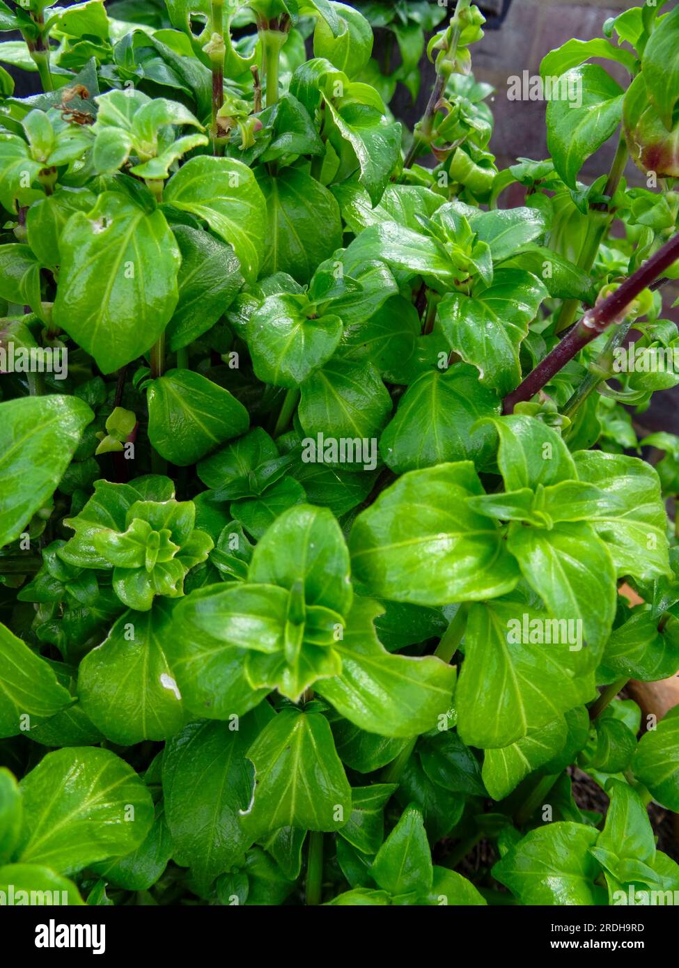 Deliziosa pianta di funghi, Rungia Klossii. Ritratto naturale ravvicinato delle piante alimentari Foto Stock