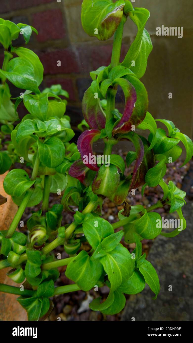 Deliziosa pianta di funghi, Rungia Klossii. Ritratto naturale ravvicinato delle piante alimentari Foto Stock