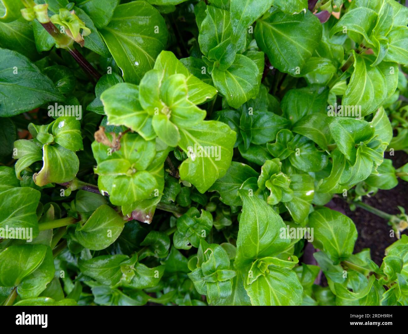 Deliziosa pianta di funghi, Rungia Klossii. Ritratto naturale ravvicinato delle piante alimentari Foto Stock
