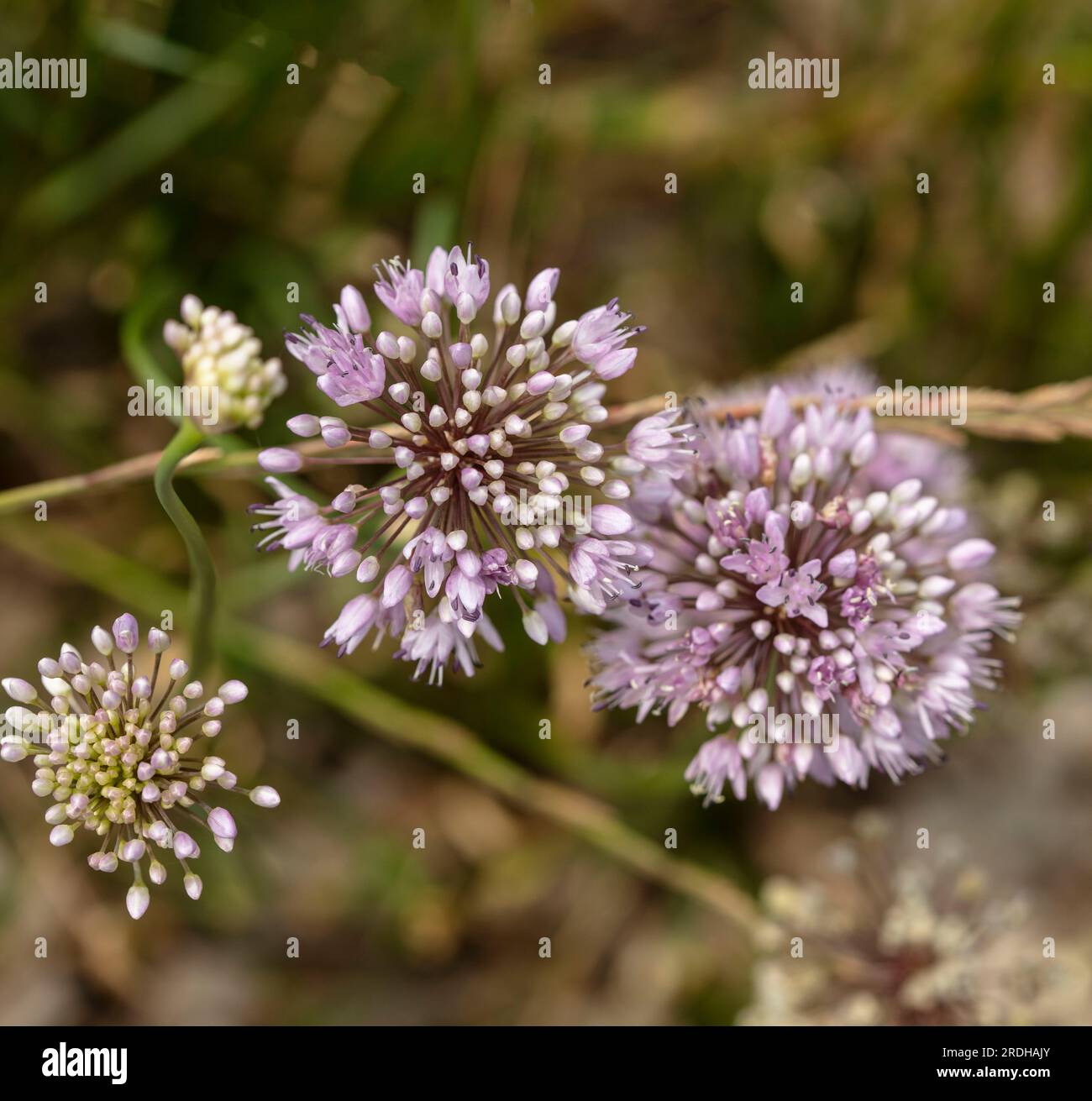 Ritratto naturale di piante alimentari ravvicinate di Allium Canadense, cipolla del Canada, aglio canadese, splendente al sole dell'inizio dell'estate Foto Stock