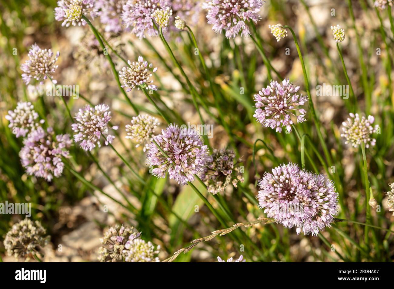 Ritratto naturale di piante alimentari ravvicinate di Allium Canadense, cipolla del Canada, aglio canadese, splendente al sole dell'inizio dell'estate Foto Stock