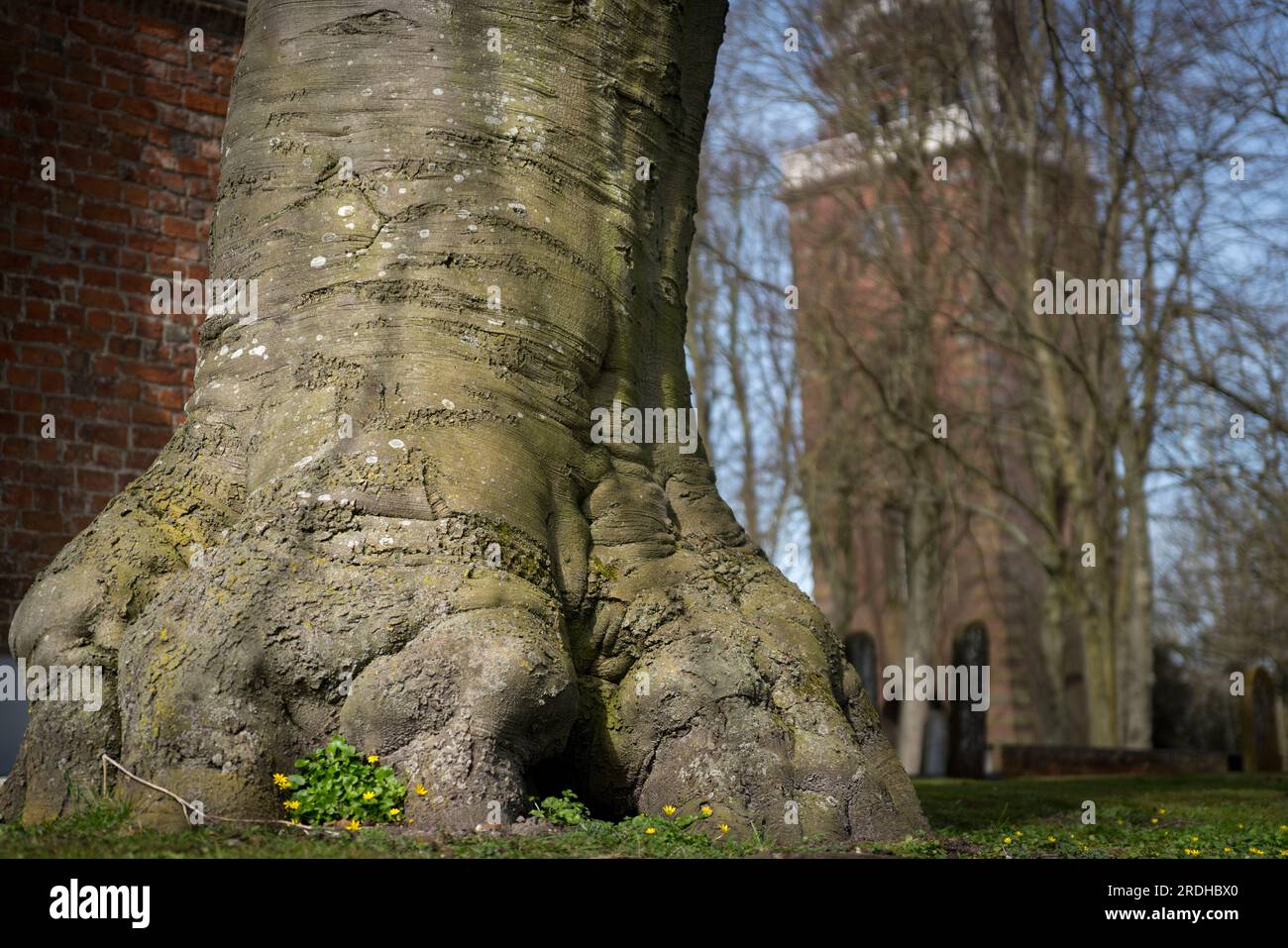 Un enorme tronco di una vecchia quercia Foto Stock