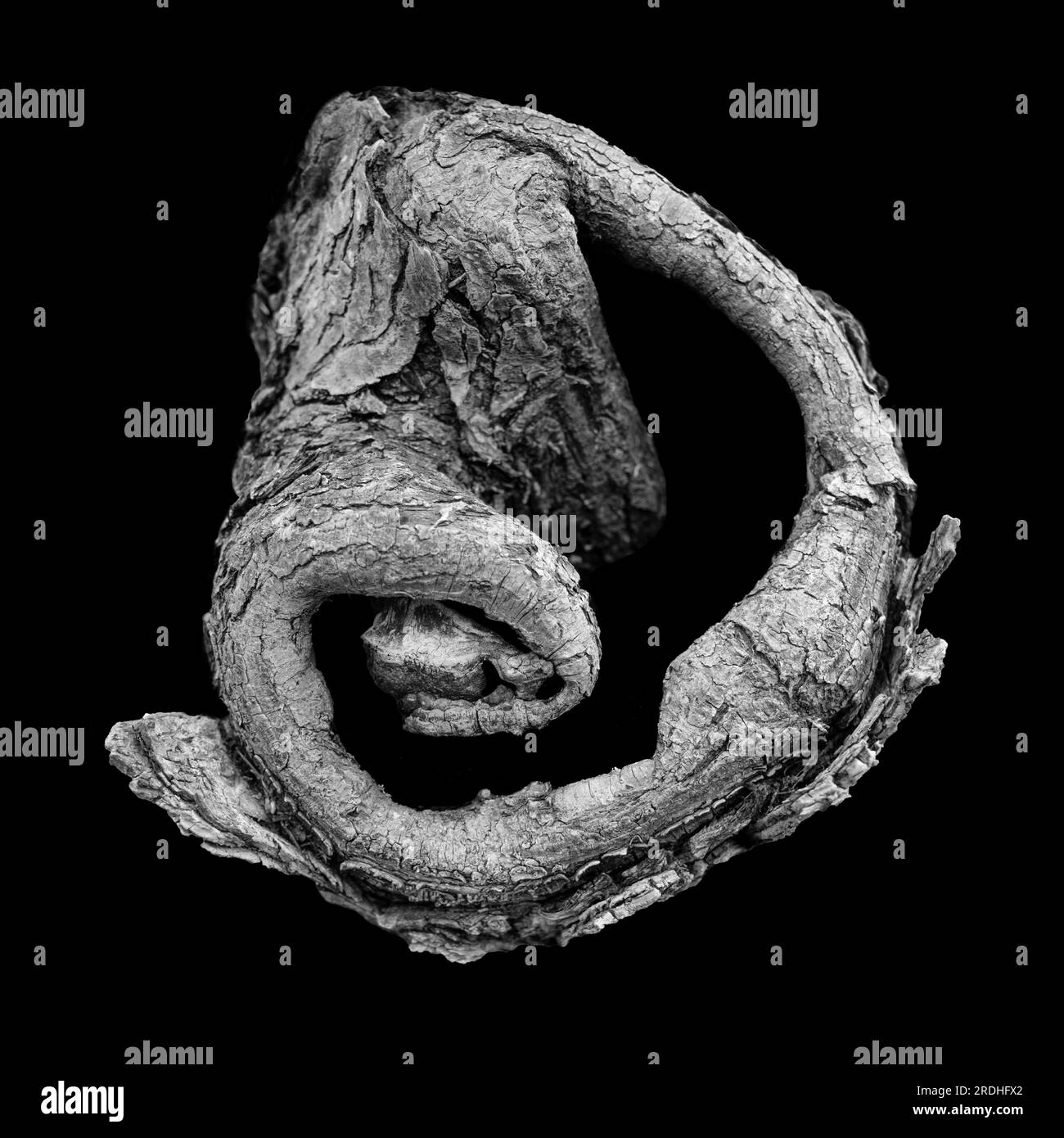 Un notaio in un albero, sorvegliato da un gargoyle, scorre nell'interno arboreo sconosciuto. Foto Stock
