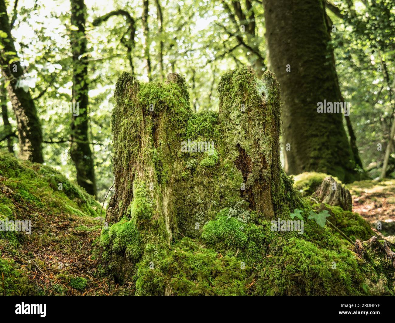 Il ceppo di alberi di Mossy nel bosco sembra un castello delle fate. Foto Stock