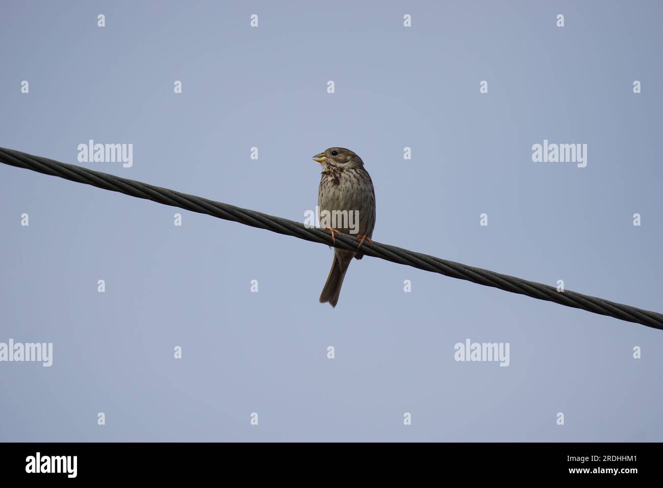 Un granturco (emberiza calandra) arroccato su un filo, Cambridgeshire, Regno Unito Foto Stock