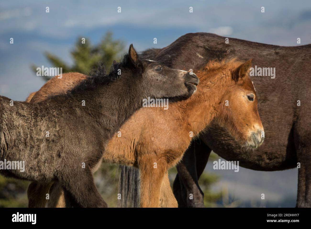 Questi bellissimi cavalli selvaggi vivono in Italia per sempre gratis Foto Stock