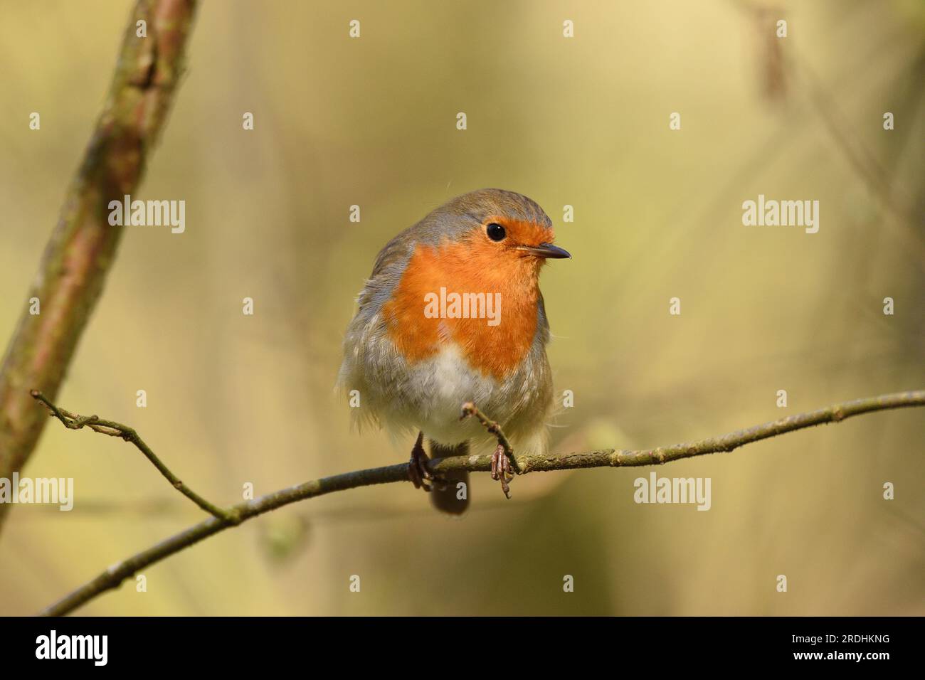 Il Robin europeo si ferma su un ramoscello alla luce primaverile del mattino presto. Bergisches Land, Renania settentrionale-Vestfalia, Germania. Foto Stock