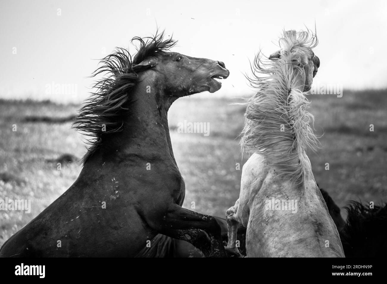 Questi bellissimi cavalli selvaggi vivono in Italia per sempre gratis Foto Stock