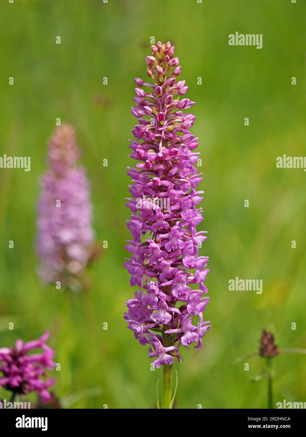 Punta di fiori illuminata dal sole di Chalk Fragrant Orchid (Gymnadenia conopsea) Cumbria, Inghilterra, Regno Unito Foto Stock