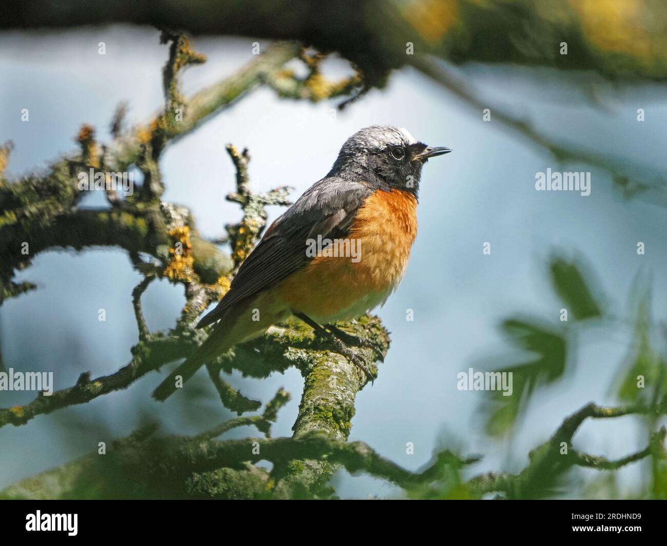 Adulto maschio Redstart comune (Phoenicurus phoenicurus) arroccato sul ramo di Biancospino (Crataegus monogyna) in Cumbria, Inghilterra, Regno Unito Foto Stock