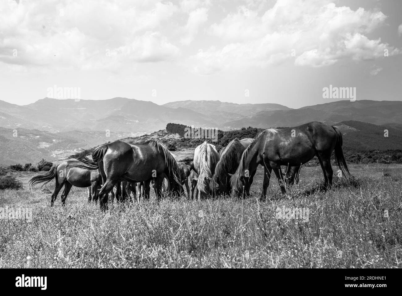 Questi bellissimi cavalli selvaggi vivono in Italia per sempre gratis Foto Stock