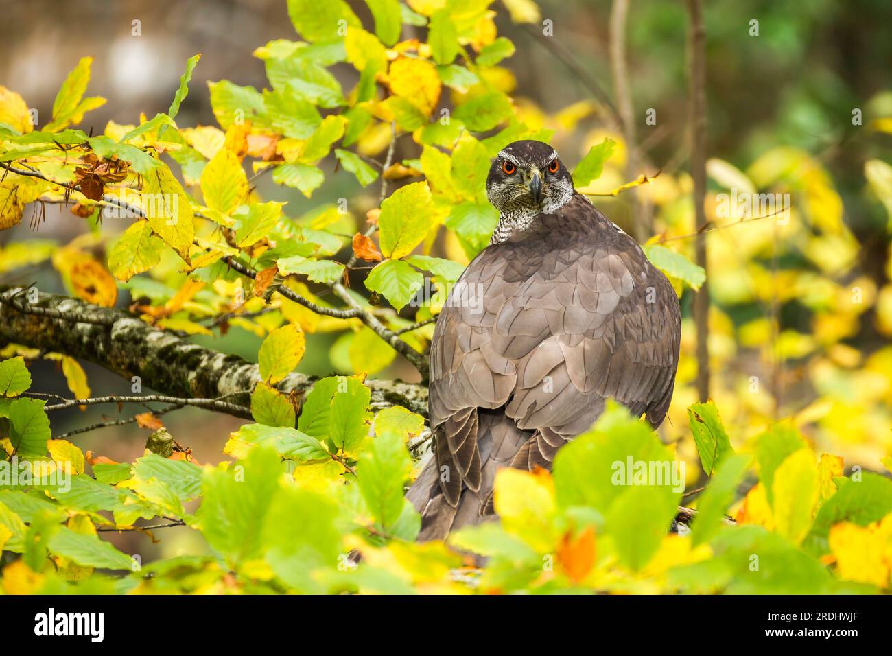 Un primo piano di un goshawk settentrionale arroccato tra i rami di un faggio in autunno. Accipiter gentilis. Foto Stock