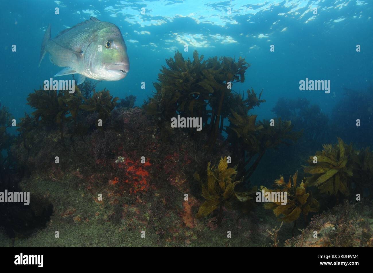 Grande dentice Australasiano Pagrus auratus su scogliere rocciose poco profonde ricoperte di alghe. Località: Leigh nuova Zelanda Foto Stock