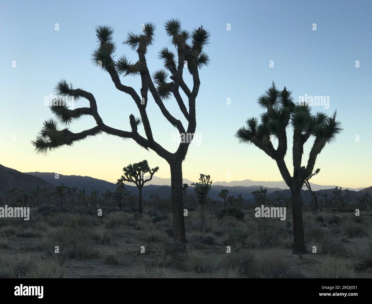 (230721) -- VENTURA (Stati Uniti), 21 luglio 2023 (Xinhua) -- la foto non datata mostra gli alberi di Giosuè nel deserto del Mojave. I Joshua Trees, parte integrante del paesaggio californiano del deserto del Mojave, con le loro caratteristiche foglie spiky e rami unici, sono bloccati in una disperata battaglia per la sopravvivenza. Siccità sempre più gravi, causate dal cambiamento climatico, dalla frammentazione dell'habitat dovuta all'espansione dello sviluppo immobiliare residenziale e commerciale e dagli incendi boschivi accaniti, sono tutte minacce terribili a questo simbolo iconico e duraturo dell'ovest degli Stati Uniti. (Il Mojave Desert Land Trust/Handout via Xinhua) PER ANDARE WI Foto Stock