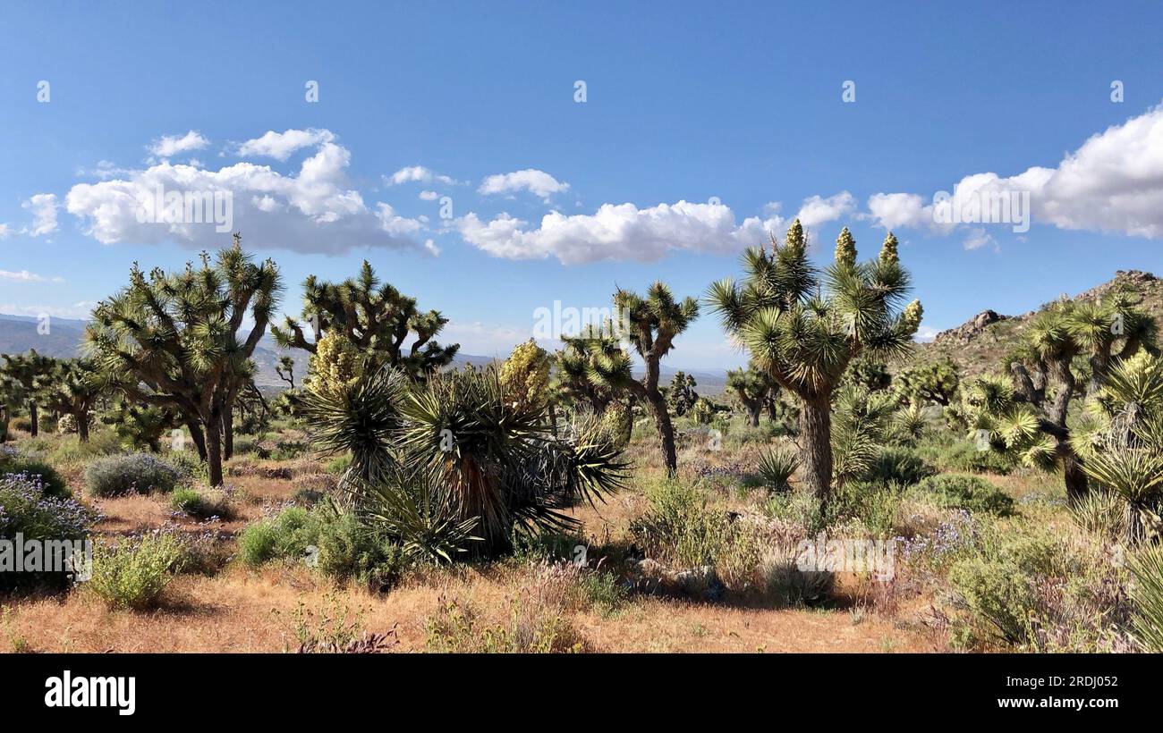 (230721) -- VENTURA (Stati Uniti), 21 luglio 2023 (Xinhua) -- la foto non datata mostra gli alberi di Giosuè nel deserto del Mojave. I Joshua Trees, parte integrante del paesaggio californiano del deserto del Mojave, con le loro caratteristiche foglie spiky e rami unici, sono bloccati in una disperata battaglia per la sopravvivenza. Siccità sempre più gravi, causate dal cambiamento climatico, dalla frammentazione dell'habitat dovuta all'espansione dello sviluppo immobiliare residenziale e commerciale e dagli incendi boschivi accaniti, sono tutte minacce terribili a questo simbolo iconico e duraturo dell'ovest degli Stati Uniti. (Il Mojave Desert Land Trust/Handout via Xinhua) PER ANDARE WI Foto Stock