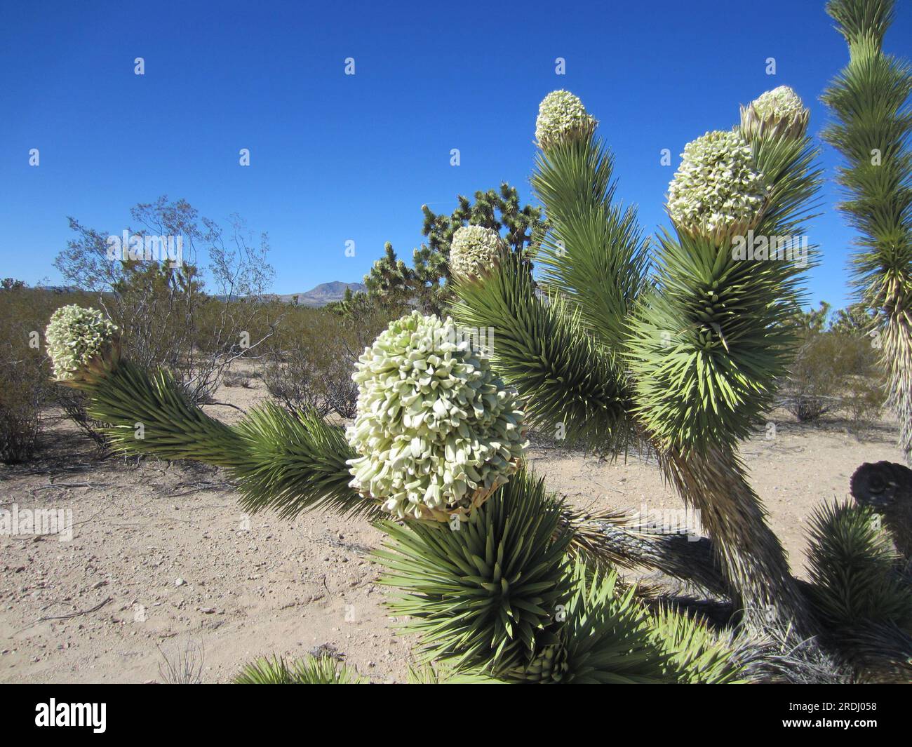 (230721) -- VENTURA (Stati Uniti), 21 luglio 2023 (Xinhua) -- la foto non datata mostra gli alberi di Giosuè nel deserto del Mojave. I Joshua Trees, parte integrante del paesaggio californiano del deserto del Mojave, con le loro caratteristiche foglie spiky e rami unici, sono bloccati in una disperata battaglia per la sopravvivenza. Siccità sempre più gravi, causate dal cambiamento climatico, dalla frammentazione dell'habitat dovuta all'espansione dello sviluppo immobiliare residenziale e commerciale e dagli incendi boschivi accaniti, sono tutte minacce terribili a questo simbolo iconico e duraturo dell'ovest degli Stati Uniti. (Il Mojave Desert Land Trust/Handout via Xinhua) PER ANDARE WI Foto Stock