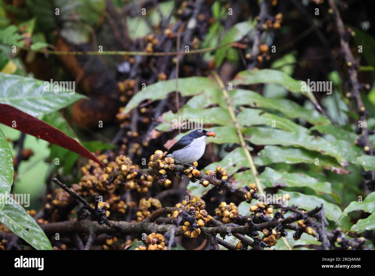 Il pecker bicolore (Dicaeum bicolor) è una specie di uccello della famiglia Dicaeidae. È endemica delle Filippine. Foto Stock