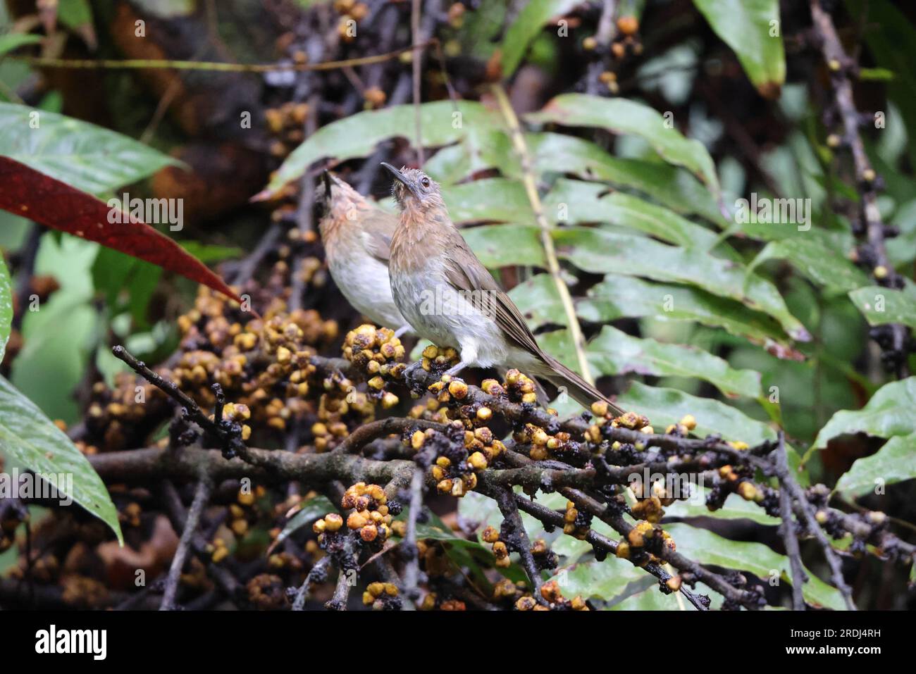 Il bulbul filippino (Hypsipetes philippinus philippinus) è una specie di uccello songbird della famiglia dei bulbul, Pycnonotidae. Foto Stock