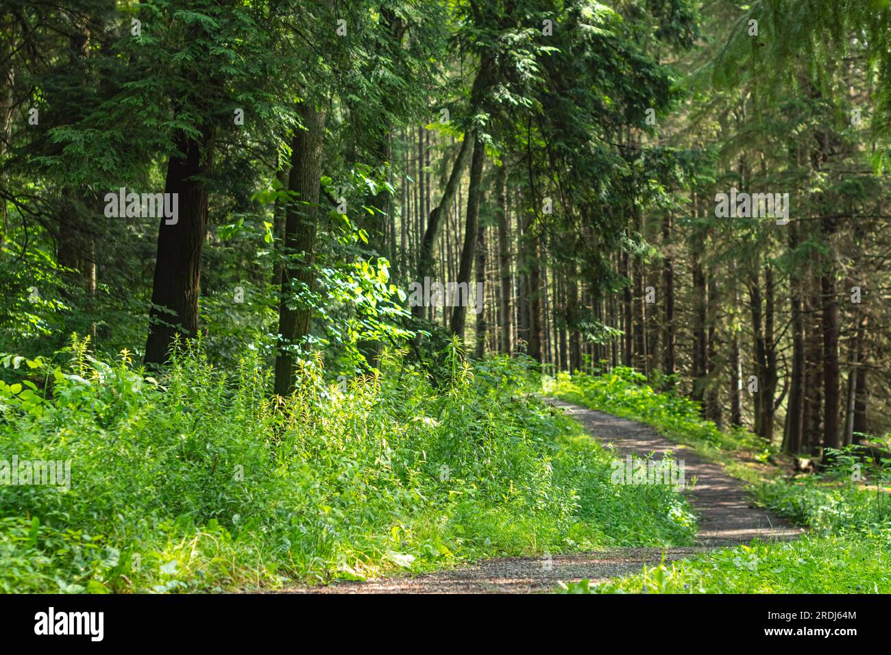 sentieri nel bosco in estate non c'è gente sfondi naturali all'aperto area copia attività Foto Stock