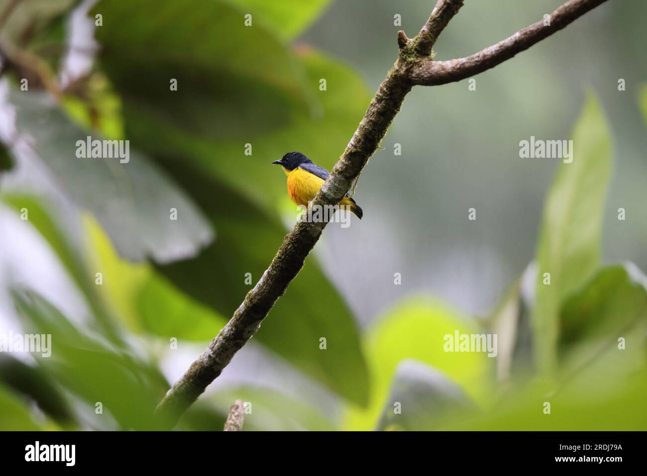 Il picchio di fiori con il becco d'arancio (Dicaeum trigonostigma) è una specie di uccello della famiglia Dicaeidae. Questa foto è stata scattata nell'isola di Luzon, nelle Filippine Foto Stock