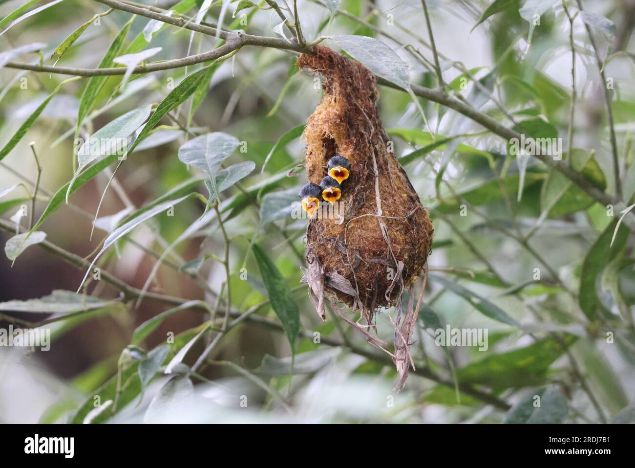 Il picchio di fiori con il becco d'arancio (Dicaeum trigonostigma) è una specie di uccello della famiglia Dicaeidae. Questa foto è stata scattata nell'isola di Luzon, nelle Filippine Foto Stock