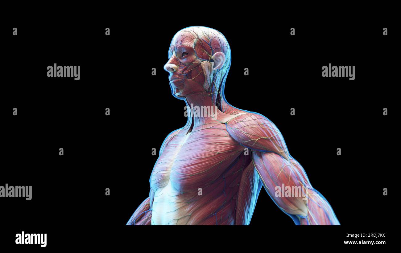 Corpo superiore di un maschio, illustrazione Foto Stock