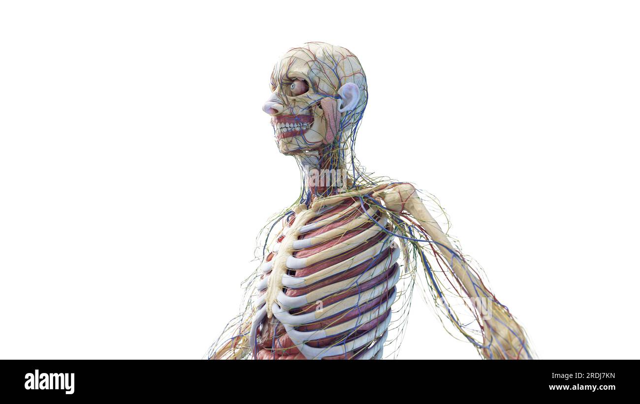 Corpo superiore di un maschio, illustrazione Foto Stock