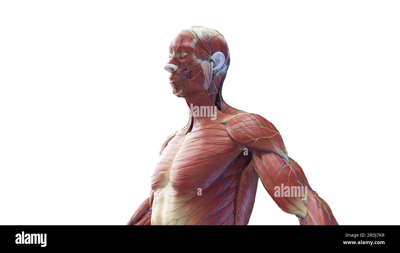 Corpo superiore di un maschio, illustrazione Foto Stock