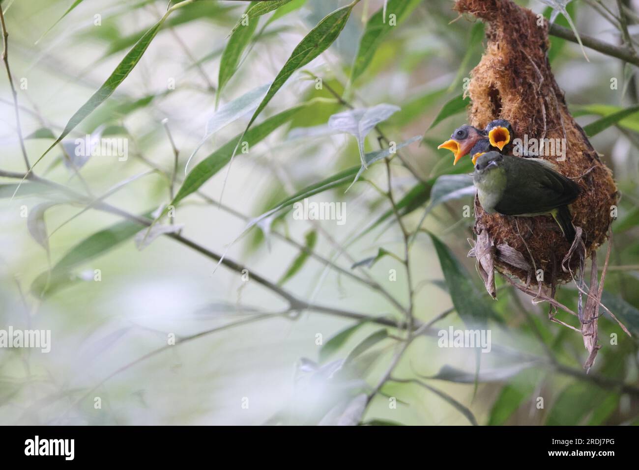 Il picchio di fiori con il becco d'arancio (Dicaeum trigonostigma) è una specie di uccello della famiglia Dicaeidae. Questa foto è stata scattata nell'isola di Luzon, nelle Filippine Foto Stock