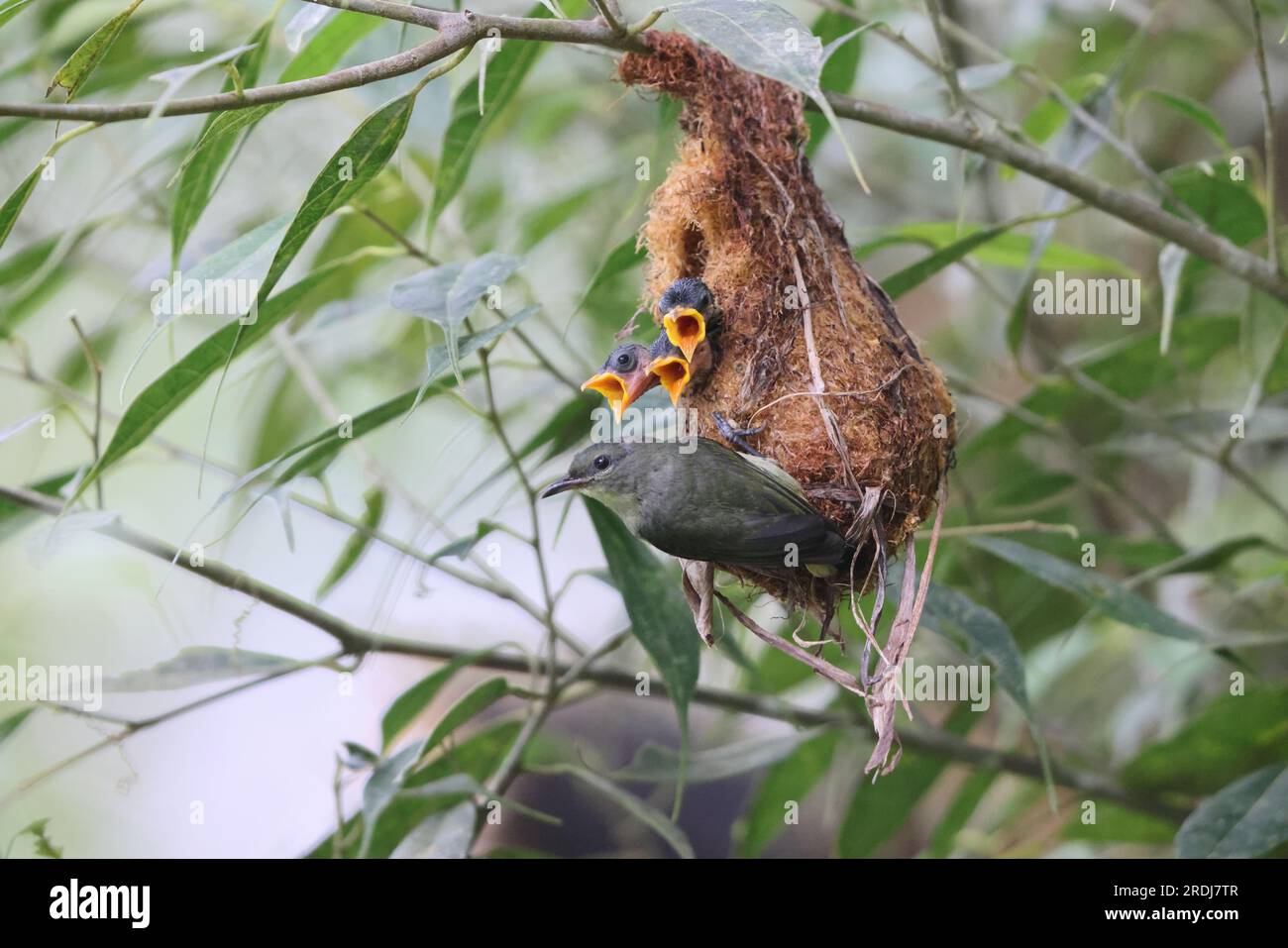 Il picchio di fiori con il becco d'arancio (Dicaeum trigonostigma) è una specie di uccello della famiglia Dicaeidae. Questa foto è stata scattata nell'isola di Luzon, nelle Filippine Foto Stock