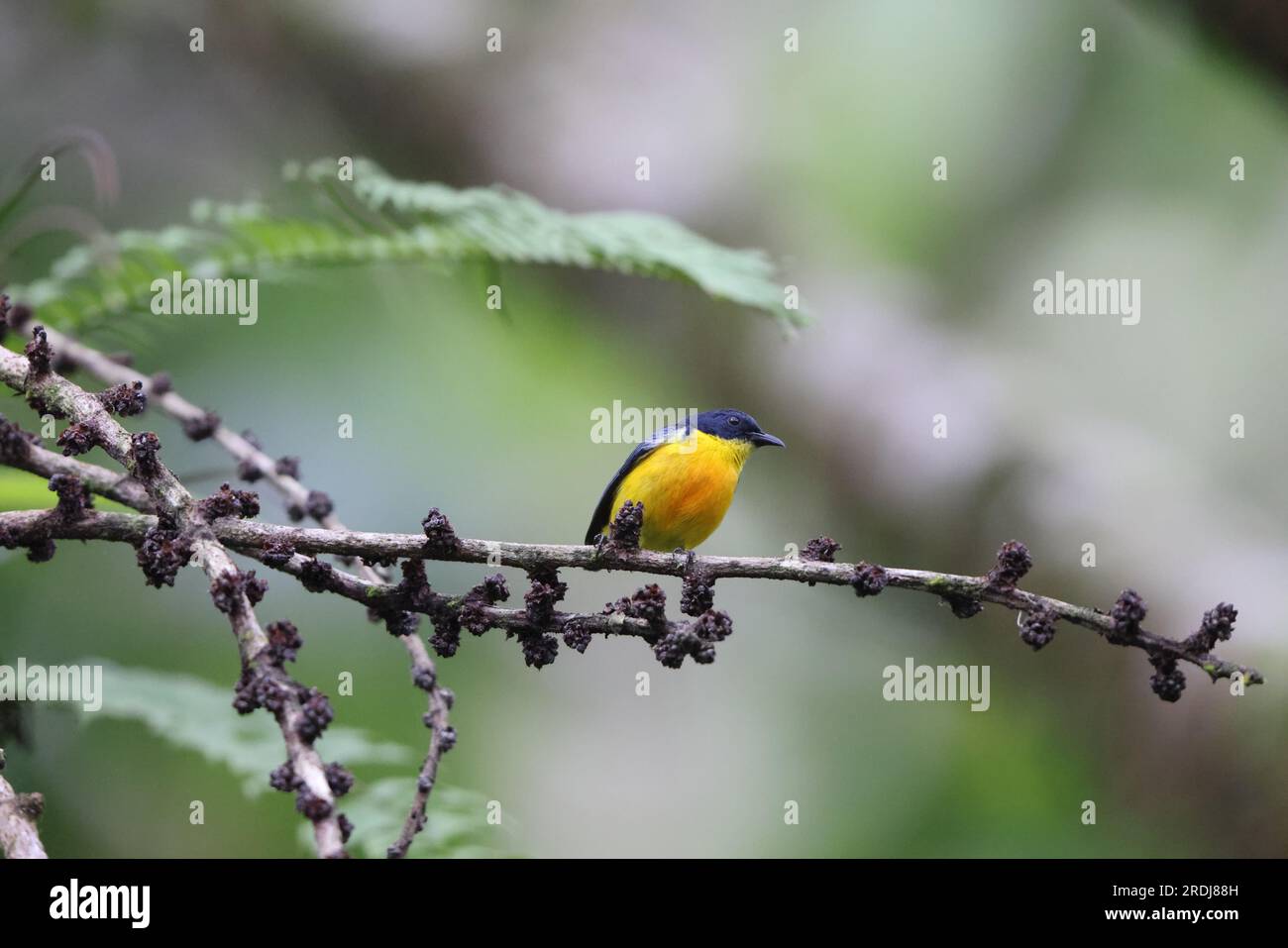Il picchio di fiori con il becco d'arancio (Dicaeum trigonostigma) è una specie di uccello della famiglia Dicaeidae. Questa foto è stata scattata nell'isola di Luzon, nelle Filippine Foto Stock