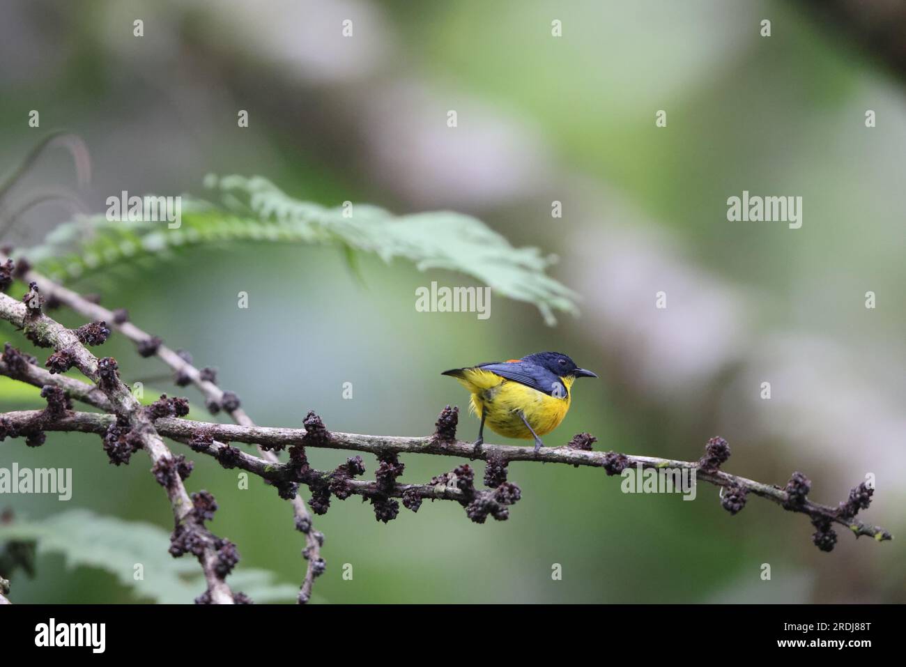 Il picchio di fiori con il becco d'arancio (Dicaeum trigonostigma) è una specie di uccello della famiglia Dicaeidae. Questa foto è stata scattata nell'isola di Luzon, nelle Filippine Foto Stock