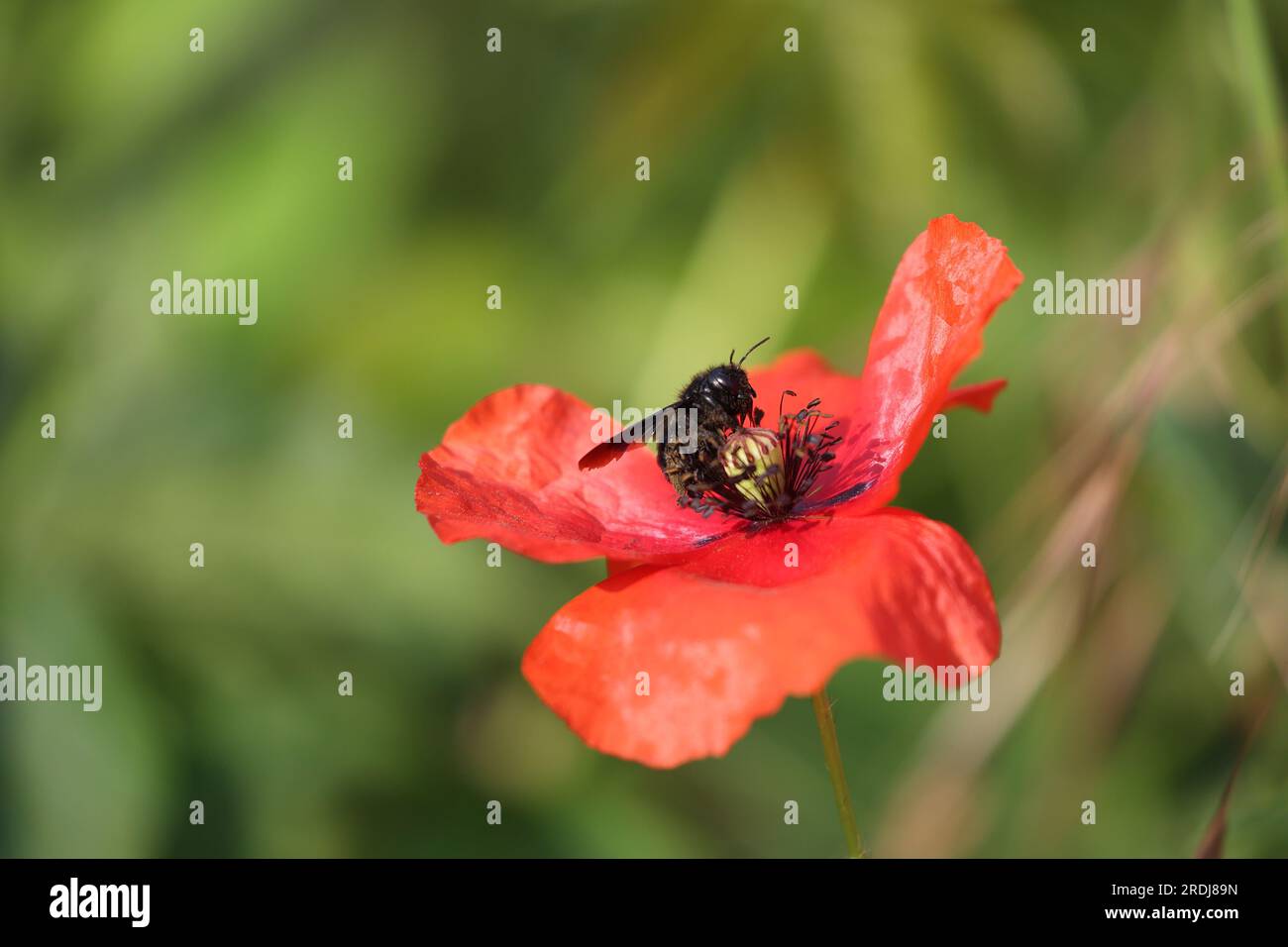 impressionante ape da falegname nera su un fiore di papavero Foto Stock