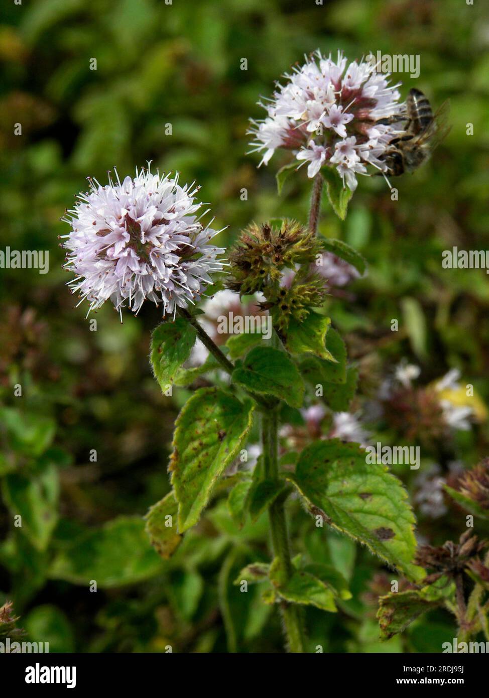 Acqua menta (Mentha aquatica) Foto Stock