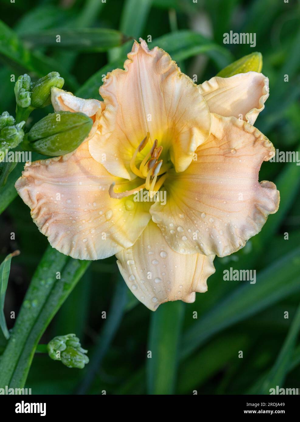 "Newberry tempo preso in prestito' Daylily, Daglilja (Hemerocallis) Foto Stock