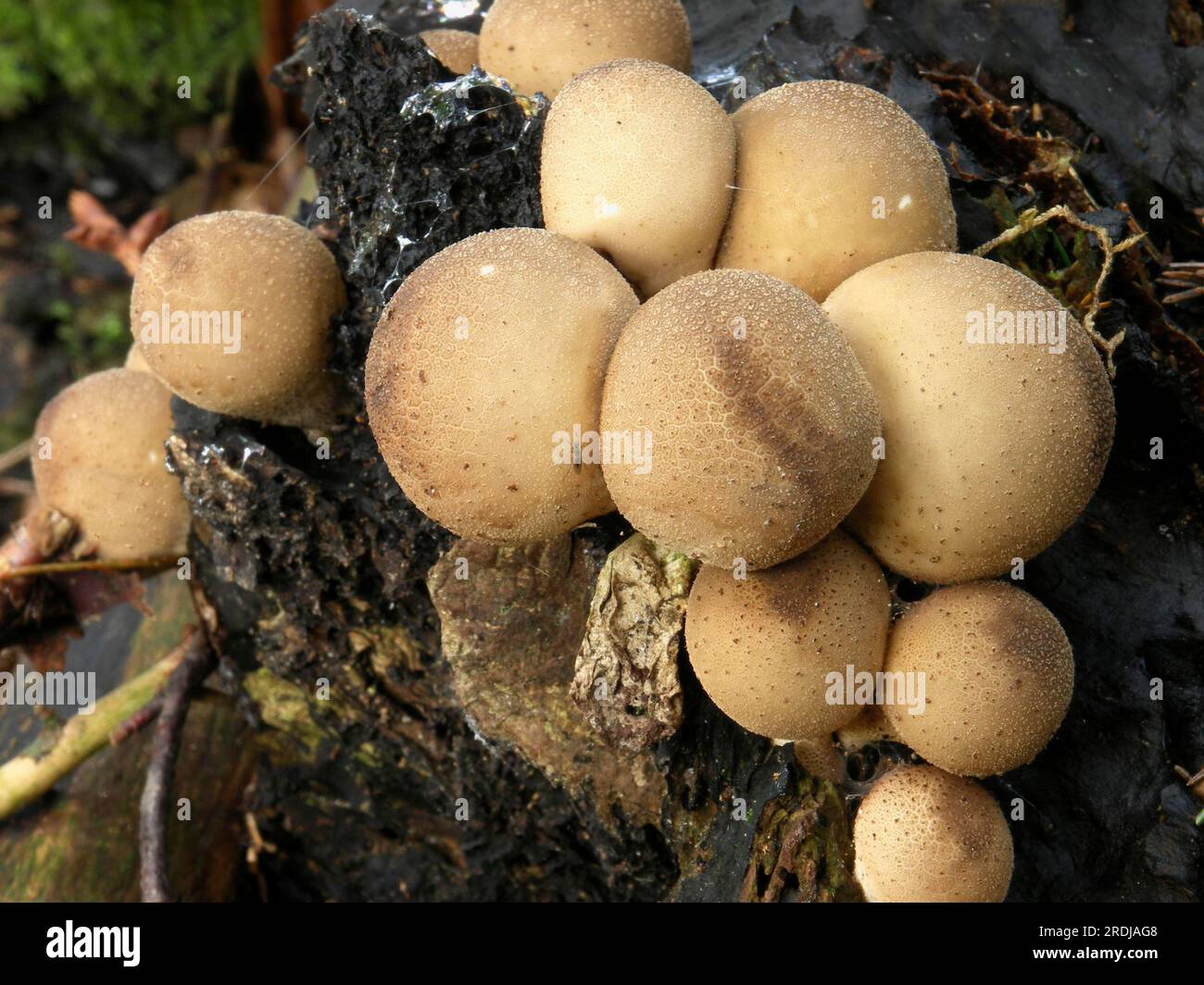 Palla a pera (Lycoperdon pyriforme) Foto Stock