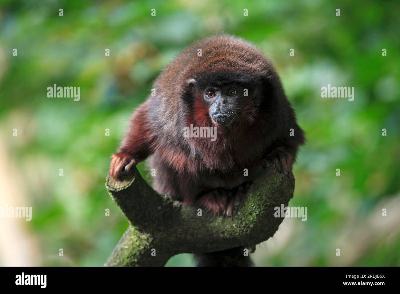 titi con abbellimento rosso (Callicebus moloch), Sud America, adulti, su albero scimmia titi Dusky, sudamerica scimmia titi Dusky, Sudamerica, adulto, sull'albero Foto Stock