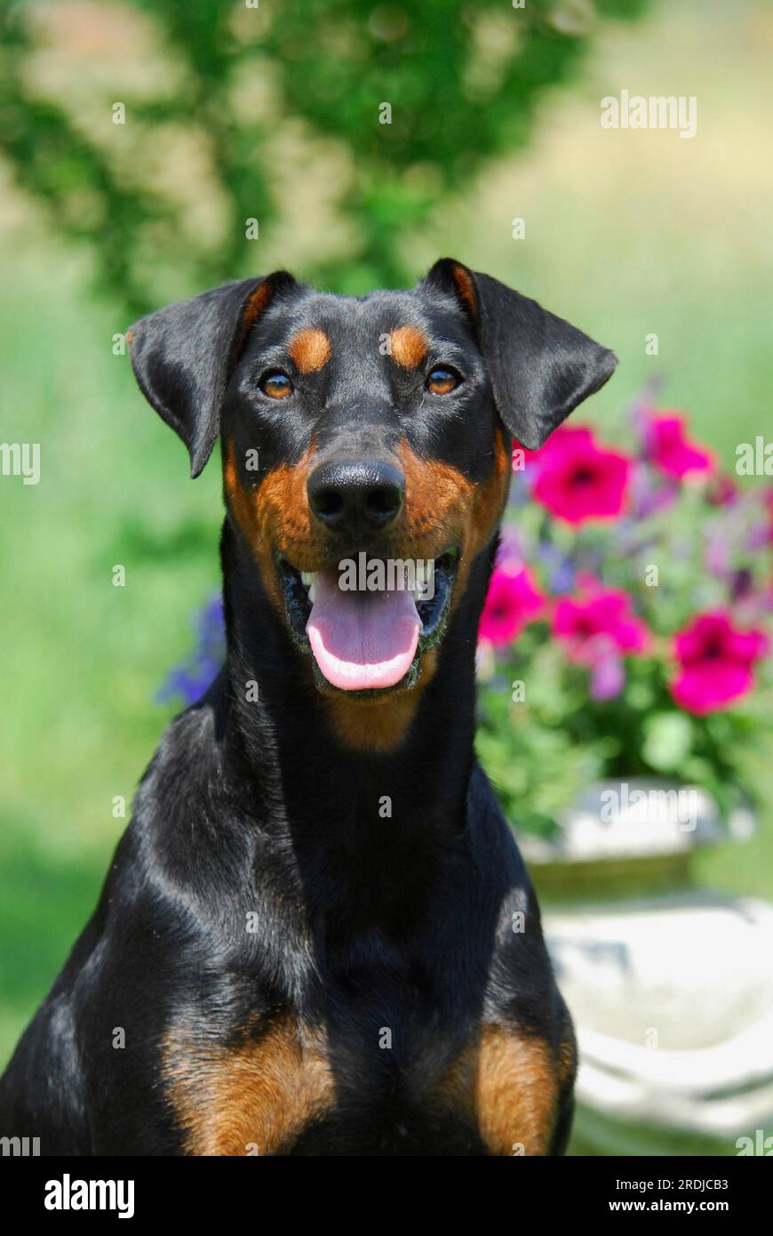 Il Pinscher Tedesco, Con Rivestimento Liscio, Nero Con Contrassegni Rossi Razza Domestica In Pericolo 2003 E Adagiato Di Fronte A Un Vecchio Carrello Boller Fci Standard No 2rdjcd1