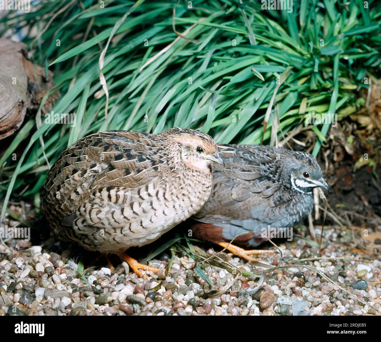 Quaglia reale (Coturnix chinensis) Foto Stock