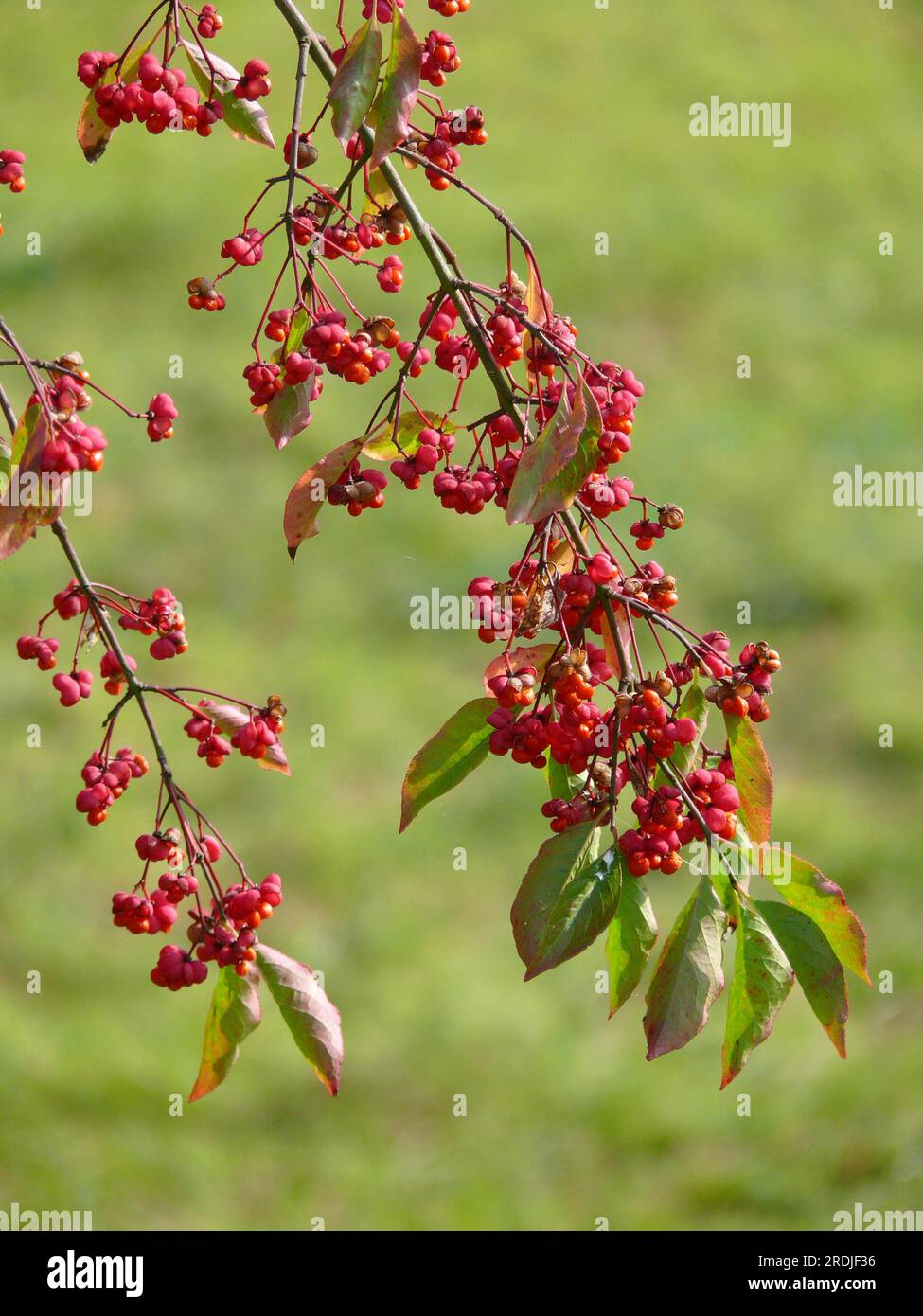 Albero di pavone in autunno, mandrino, mandrino europeo (Euonymus europaeus), cappello di pavone, mandrino, mandrino Foto Stock