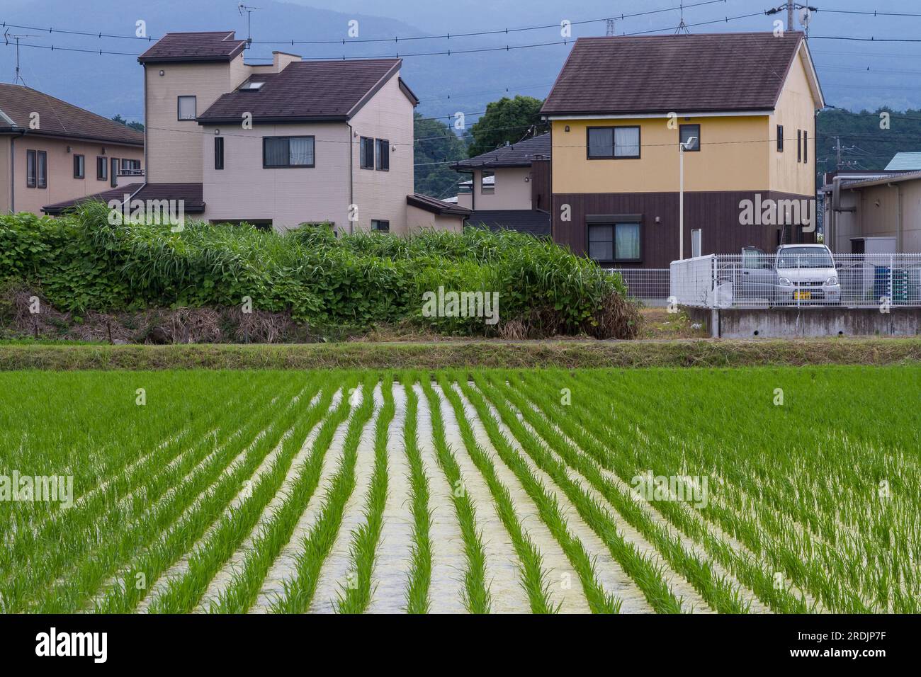 Un piccolo campo di riso (risaia) circondato da case in una città rurale di Kanagawa, in Giappone. Foto Stock