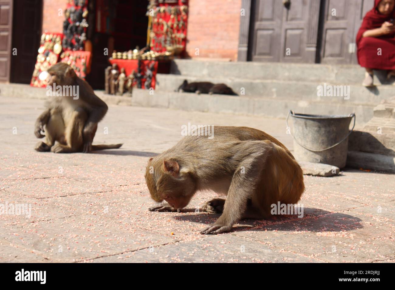 Scimmia che cerca di mangiare grani direttamente dal pavimento, ritratto di scimmia carina, scimmia che appare come inchinarsi davanti a dio Foto Stock
